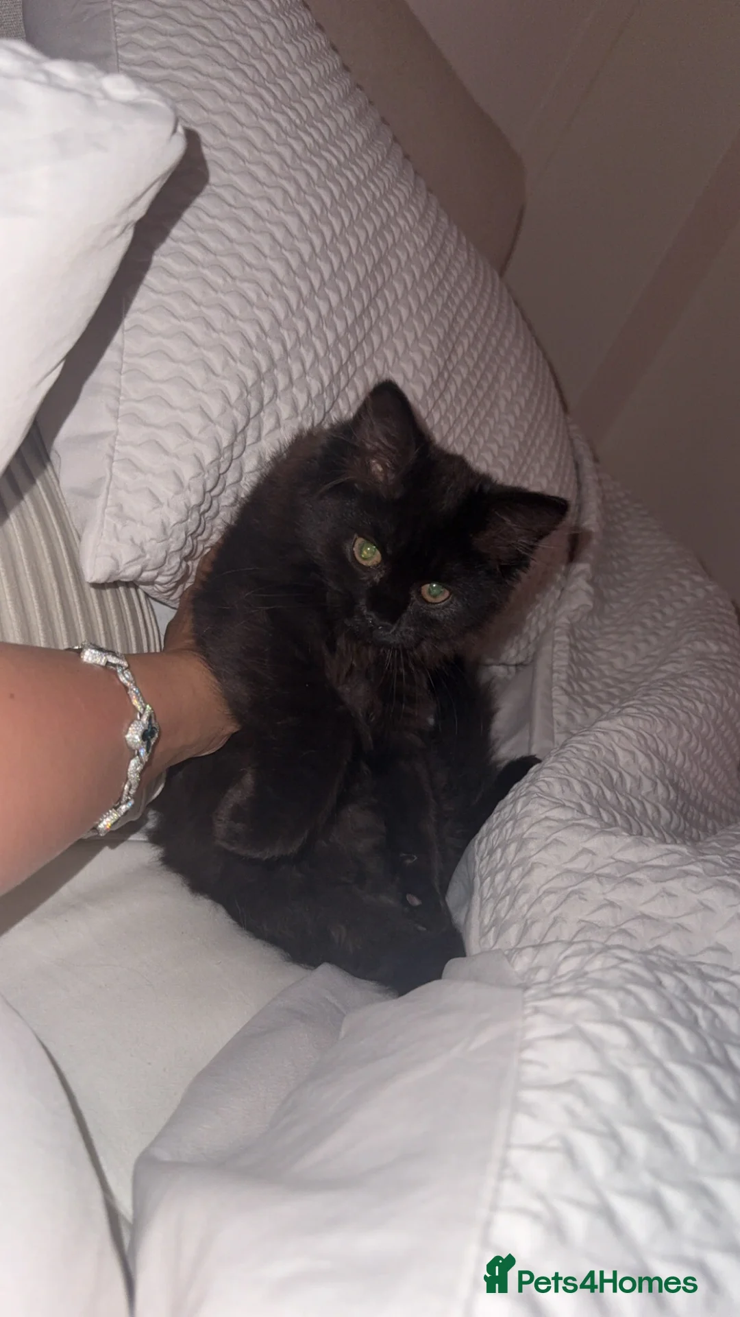 Mixed Breed cats for sale: Ragdoll & Maine coon - Advert 5