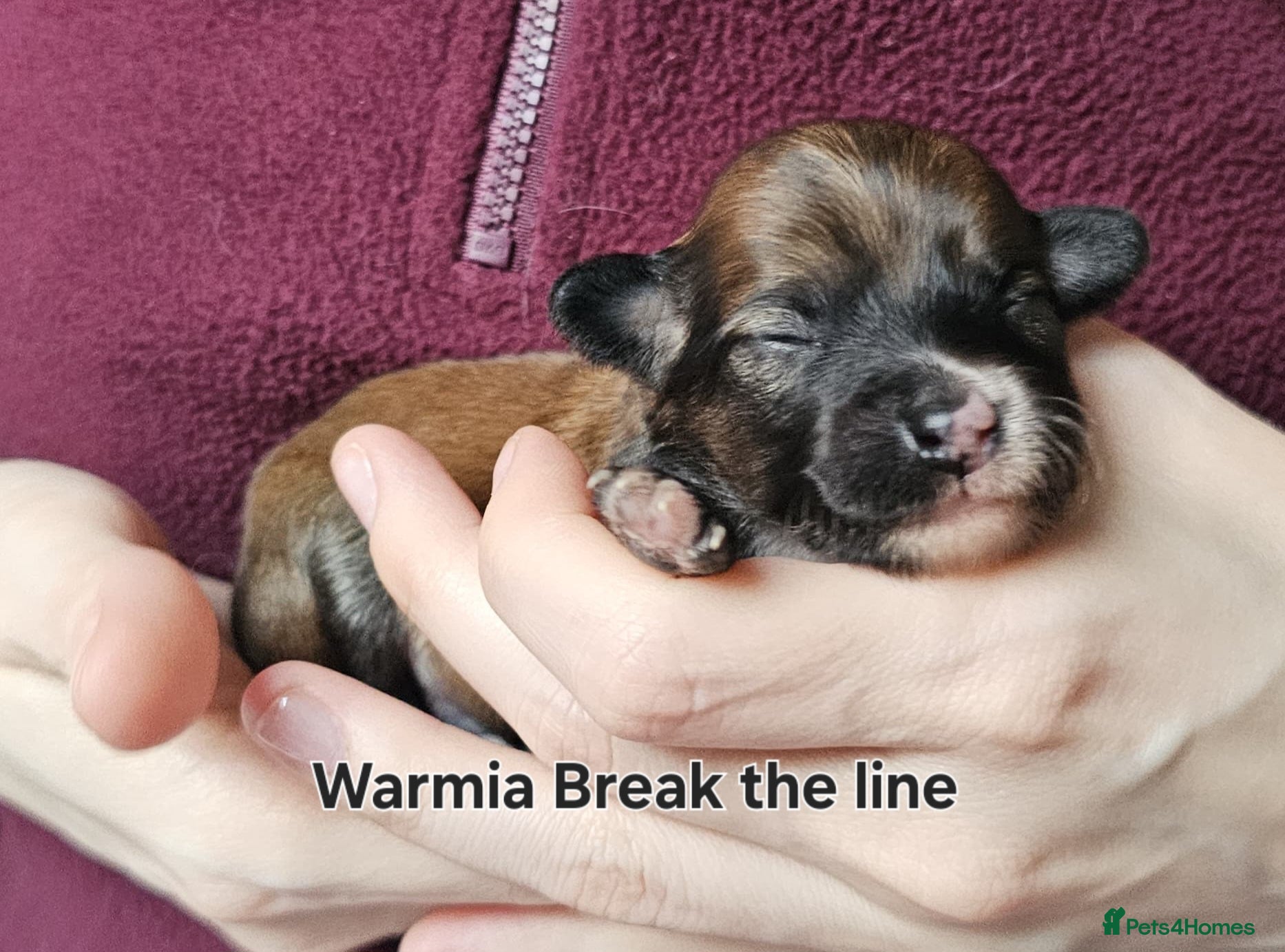 Chinese Crested dogs Powder puff puppies available  - Advert 1