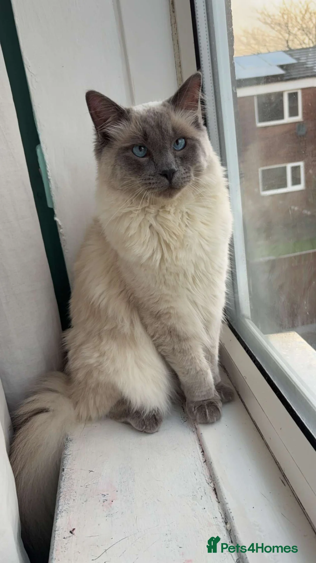 Ragdoll cats for sale: ragdoll boy  - Advert 1
