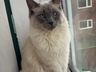 Ragdoll cats ragdoll boy - Advert 1