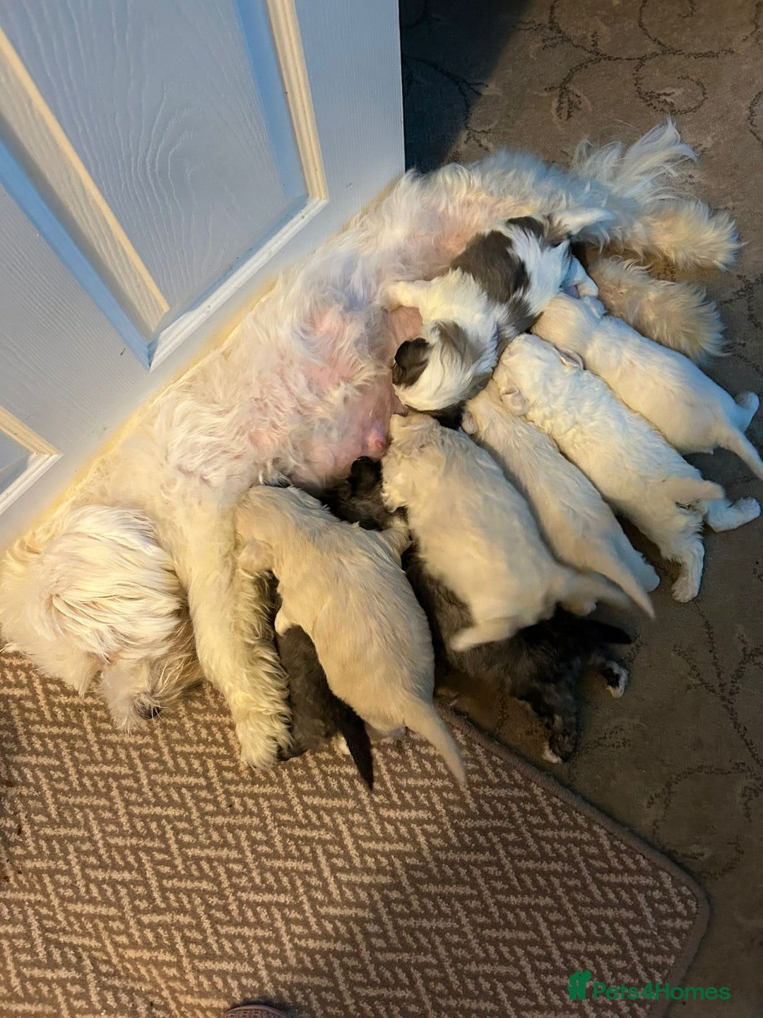 Mixed Breed dogs for sale: Maltese / Bichon Frise Puppies - Advert 5