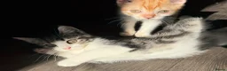Scottish Fold cats for sale: Scottish Straight Kitten's–Looking for LovingHomes - Advert 4