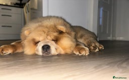 Chow Chow dogs for sale: Big chow chow pup NO TIME WASTERS - Image 3