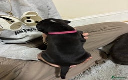 Mixed Breed dogs for sale: Staffordshire bull terrier  - Image 10