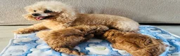 Toy Poodle dogs for sale: Pure Bred Red Toy Poodles (KC generation)  - Advert 6