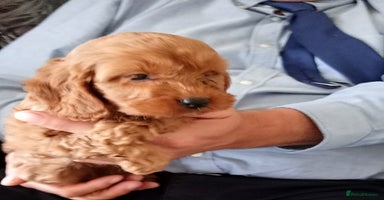 Cockapoo dogs - Advert 2
