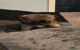 Chihuahua dogs for sale: Teacup Chihuahua looking for its forever home. - Image 1