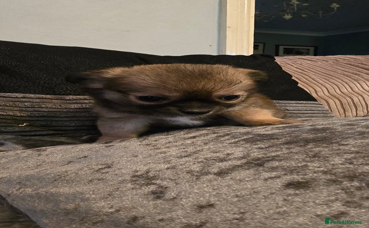 Chihuahua dogs - Advert 1