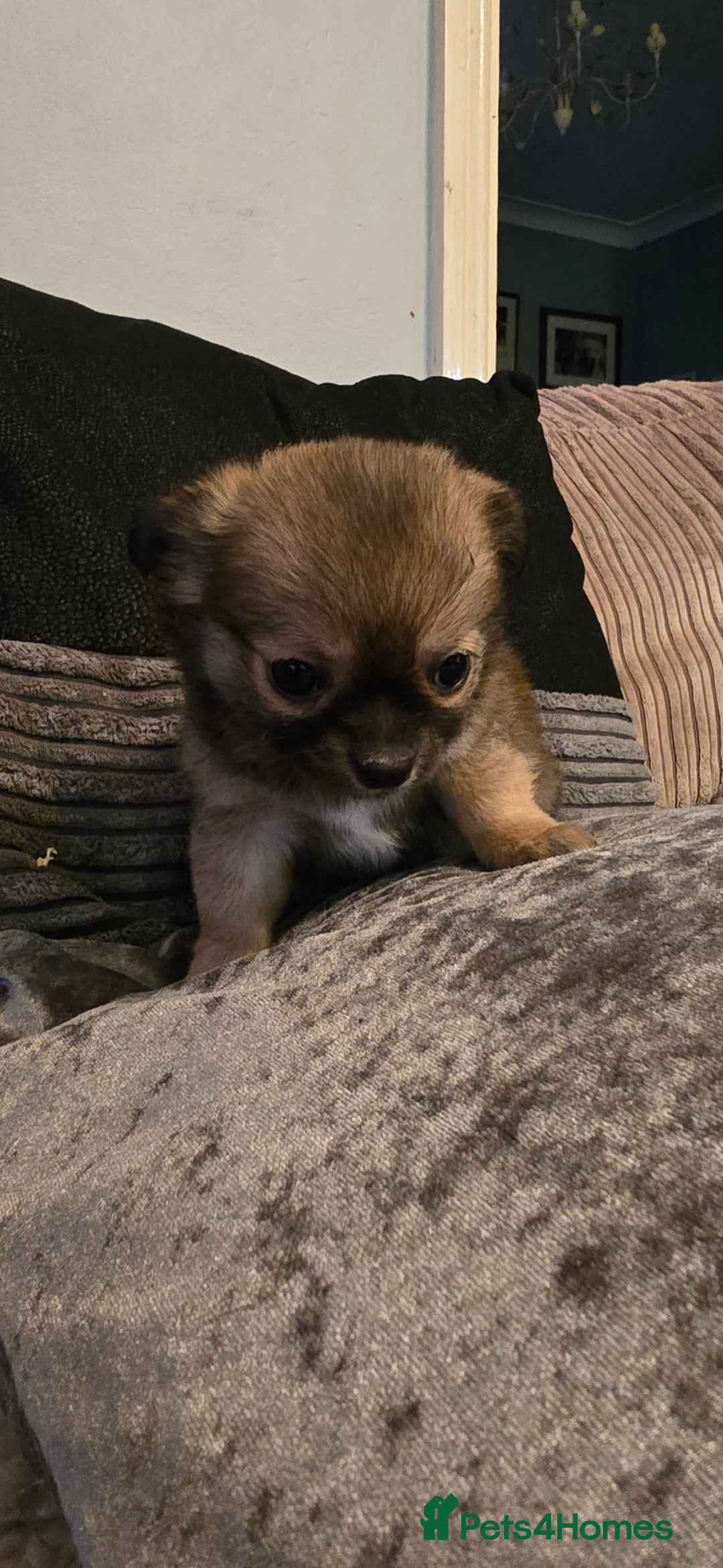 Chihuahua dogs for sale: Teacup Chihuahua looking for its forever home. - Image 1
