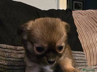 Chihuahua dogs - Advert 17