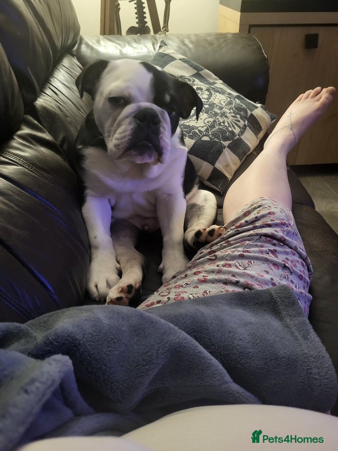 Olde English Bulldogge dogs for sale: Olde english bull dogge  - Advert 6