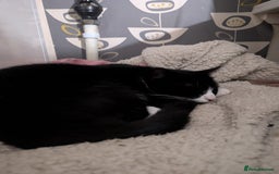 Mixed Breed cats for sale: Lovely little kittens - Image 1