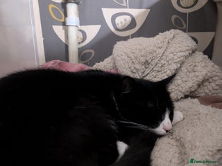 Mixed Breed cats - Advert 10