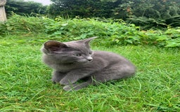 Mixed Breed cats for sale: Beautiful kittens ready now - Image 11