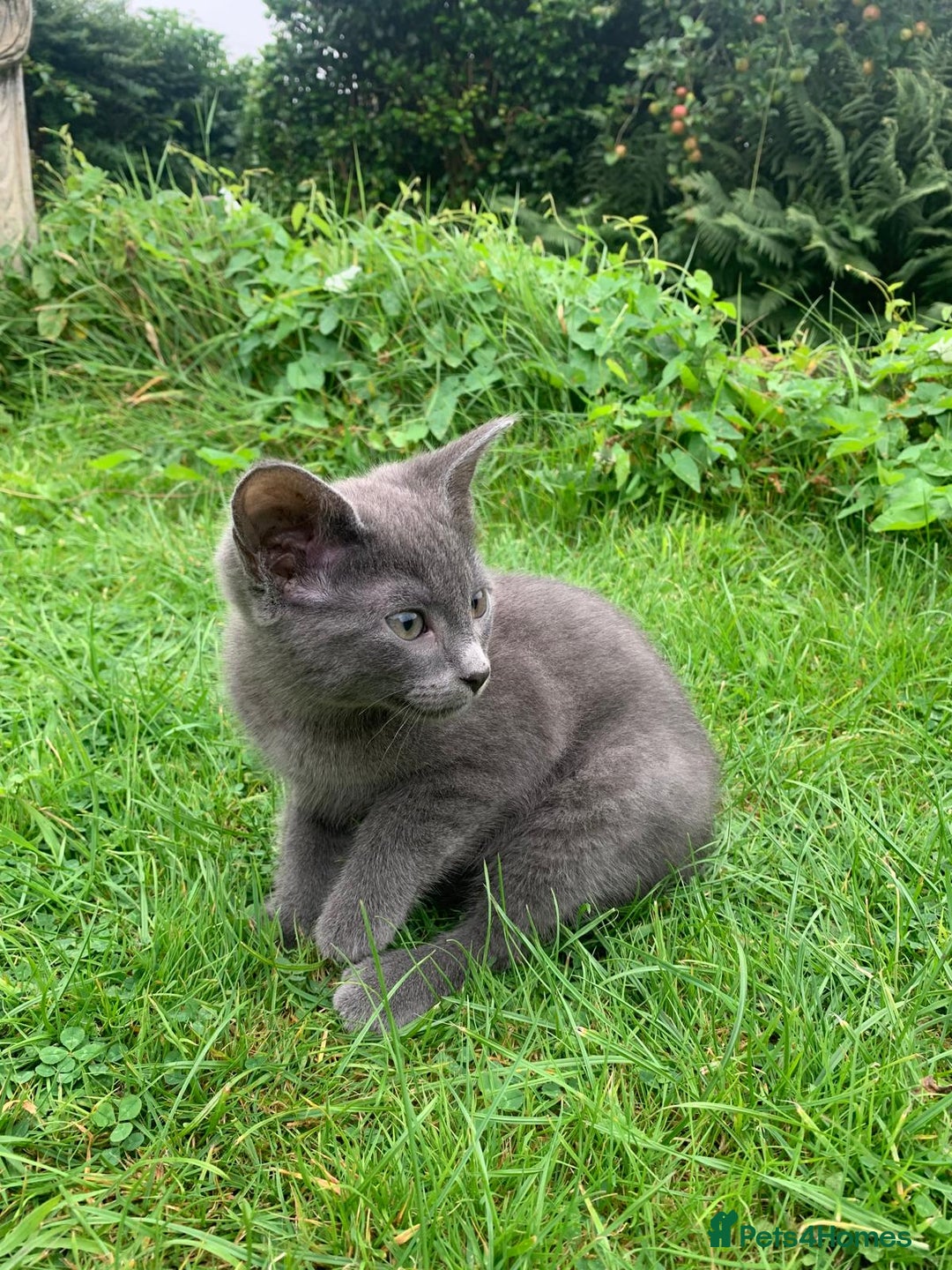 Mixed Breed cats for sale: Beautiful kittens ready now - Image 11