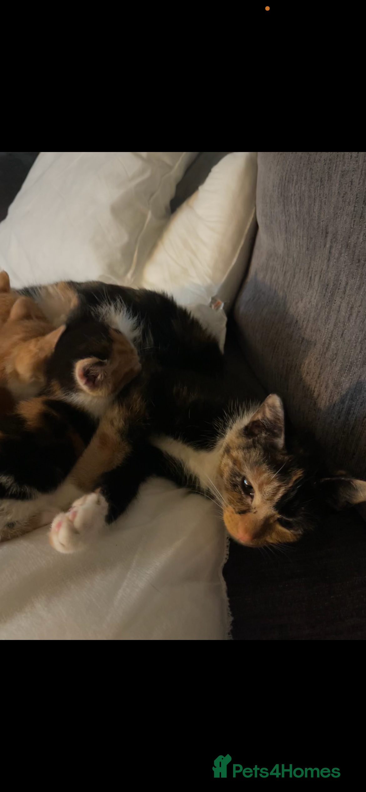 Mixed Breed cats 4 beautiful munchkin x kittens ready in 3/4 weeks  - Advert 1