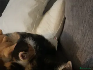 Mixed Breed cats 4 beautiful munchkin x kittens ready in 3/4 weeks - Advert 1