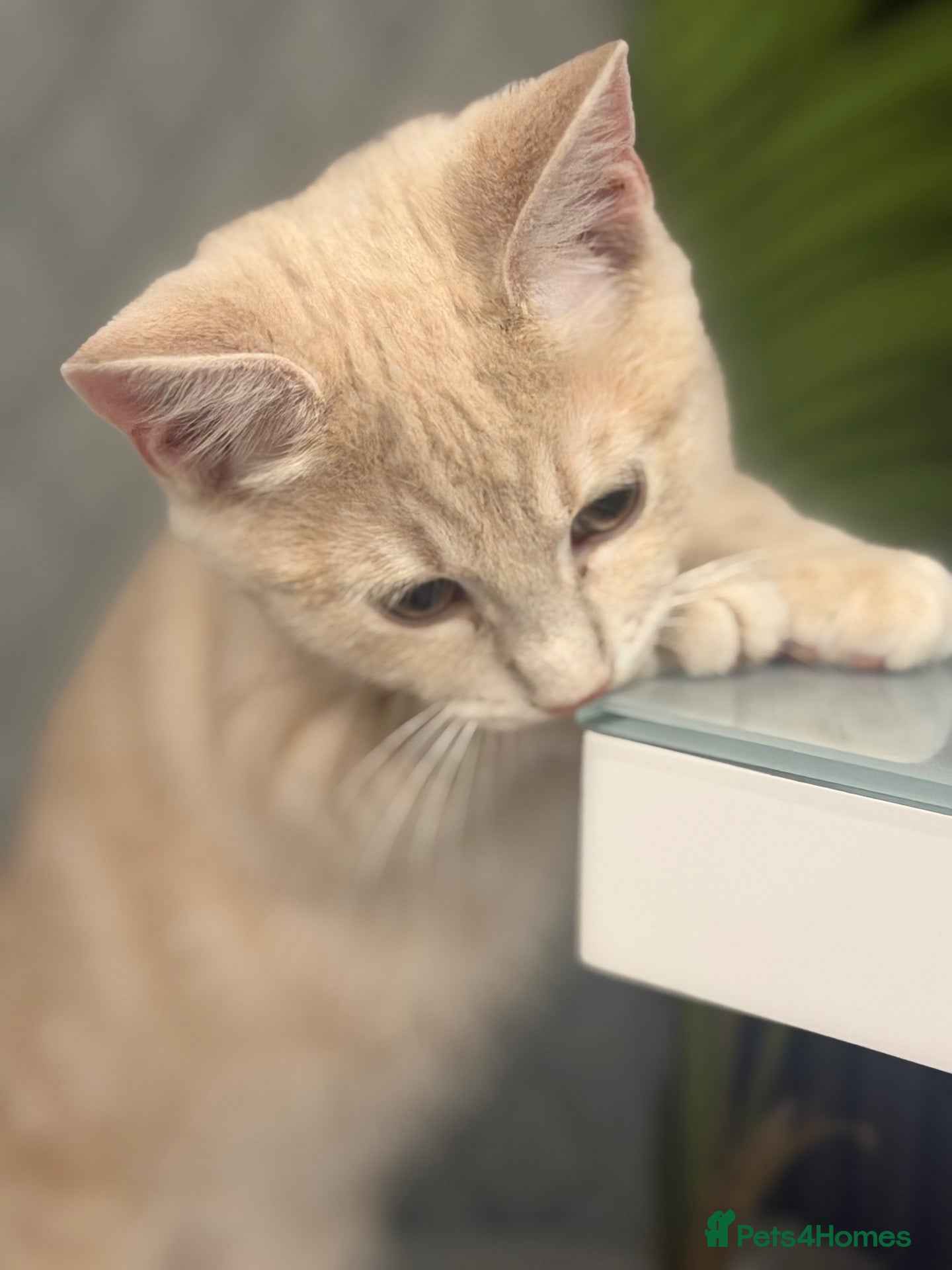 British Shorthair cats Two kittens for sale  - Advert 1