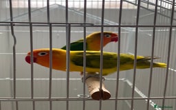 Lovebirds birds for sale: Two Lovely Lovebirds, Shrek and Fiona! - Image 1