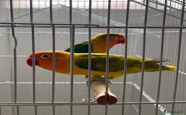 Lovebirds birds - Advert 7