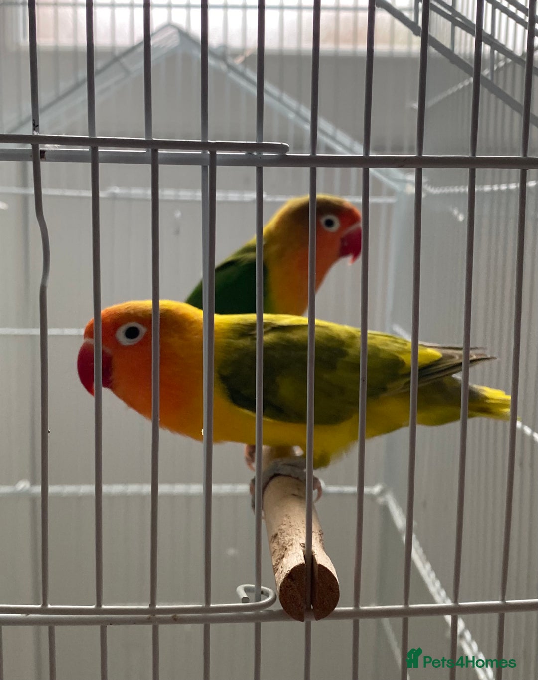 Lovebirds birds for sale: Two Lovely Lovebirds, Shrek and Fiona! - Image 1