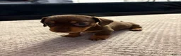 Miniature Dachshund dogs for sale: 3 beautiful dachshund pups  - Advert 11