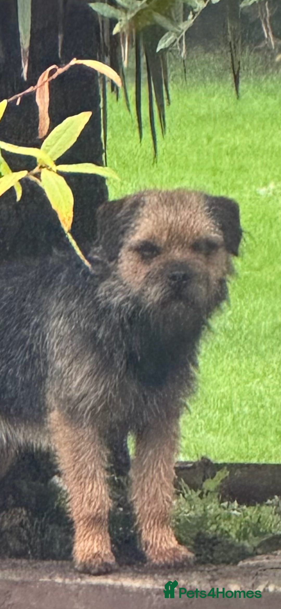 Border Terrier dogs for stud: Border for Stud  in Gravesend - Advert 6