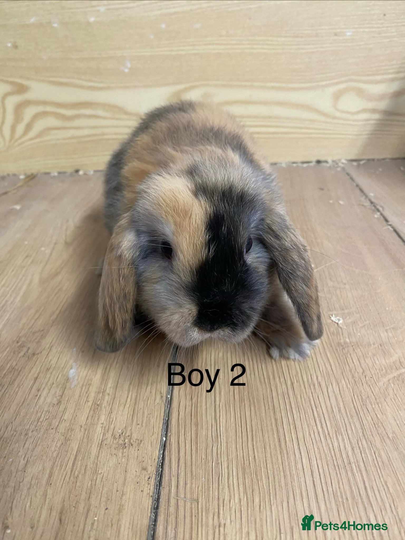 Mini Lop rabbits Beautiful litter of mini lop bunnies - Advert 2