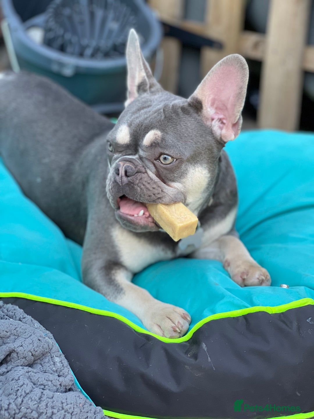French Bulldog dogs for sale: French bulldog girl 1 year 2 months old  - Advert 3
