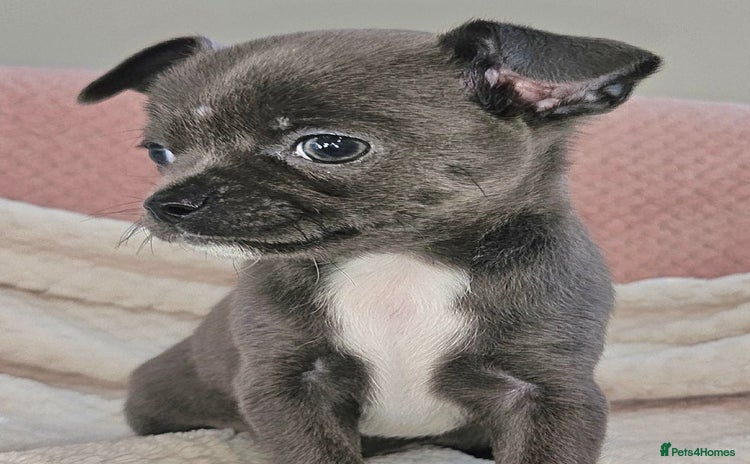 Chihuahua dogs - Advert 2