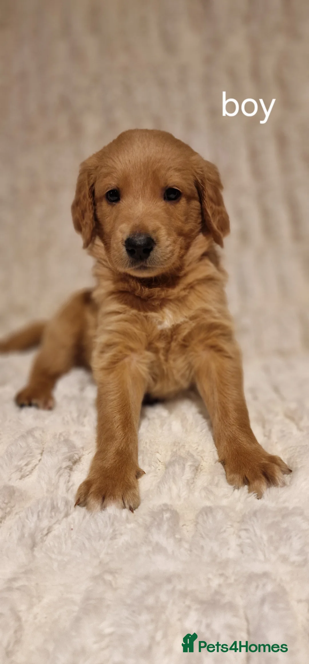 Double Doodle dogs for sale: Stunning Multi generational Giant Labradoodle  in Bromley - Advert 2