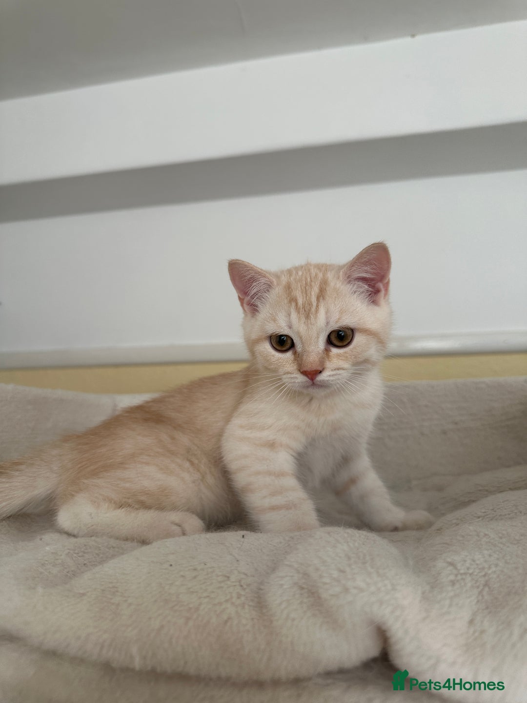 British Shorthair cats for sale: 5 Stunning British Shorthair - Image 36