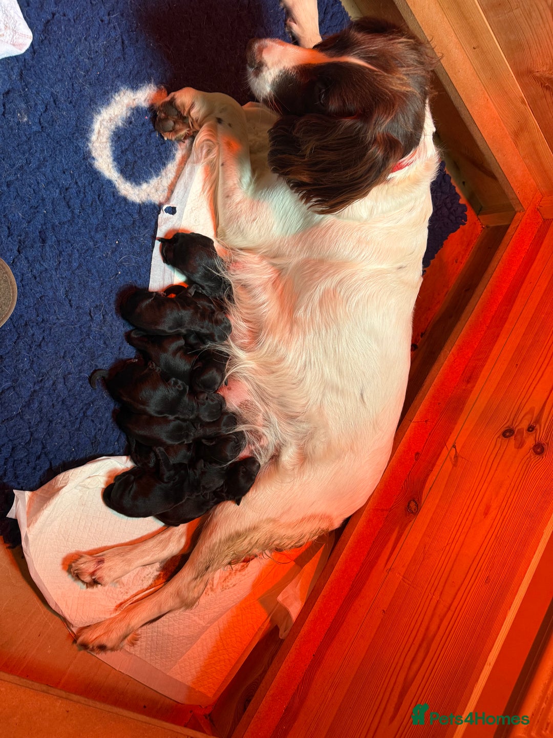 Sproodle dogs for sale: Stunning Sproodles  - Advert 14