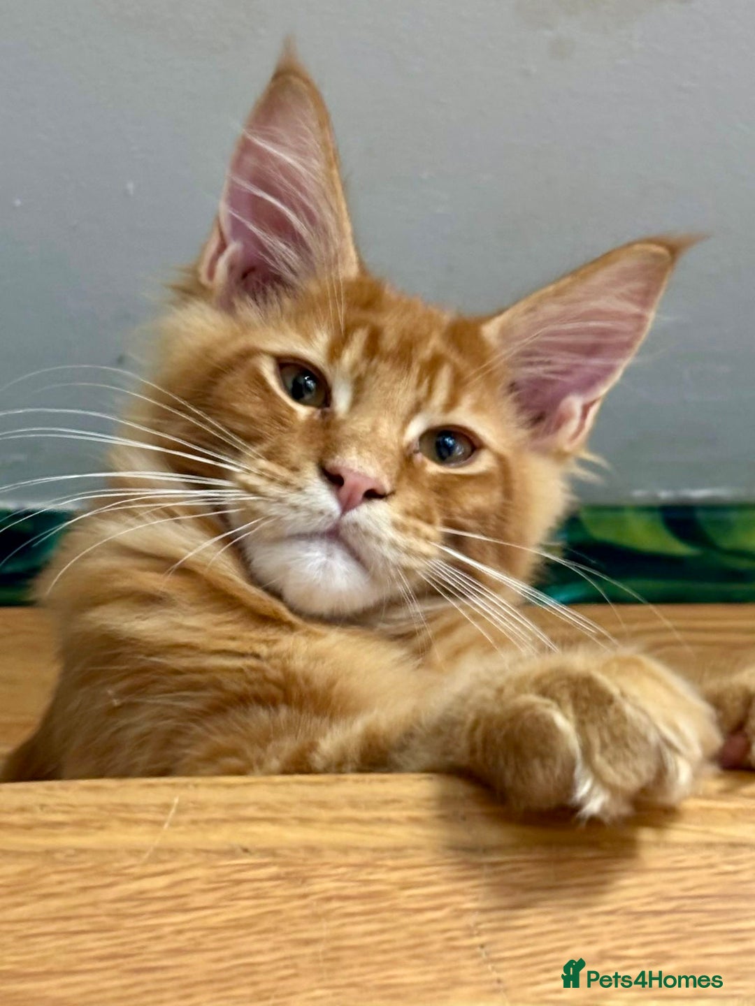 Maine Coon cats for sale: Stunning red tabby male TICA reg READY - Image 7