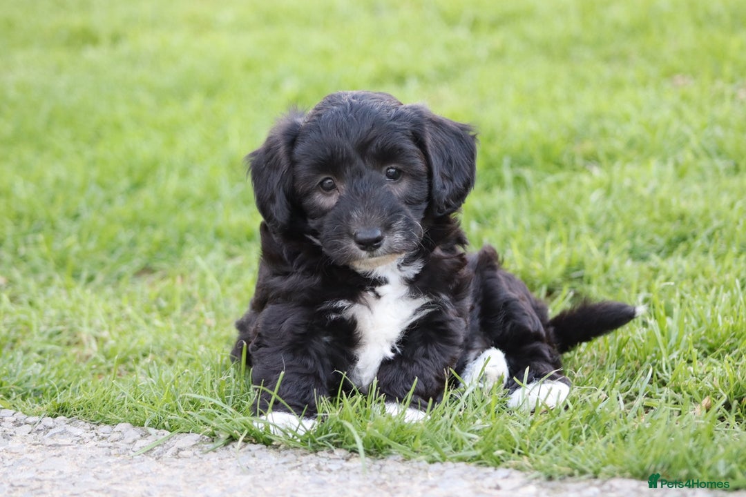 Cavapoochon dogs for sale: Cavapoochon puppies for sale - Image 24