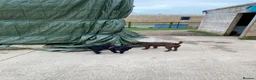 Patterdale Terrier dogs for sale: 4 chocolate/black Patterdale puppies - female - Advert 3