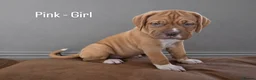 Dogue De Bordeaux dogs for sale: Beautiful Dogue de Bordeaux Puppies  - Advert 3