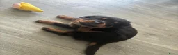 Rottweiler dogs for sale: Beautiful German bloodline Rottweiler puppies - Advert 3
