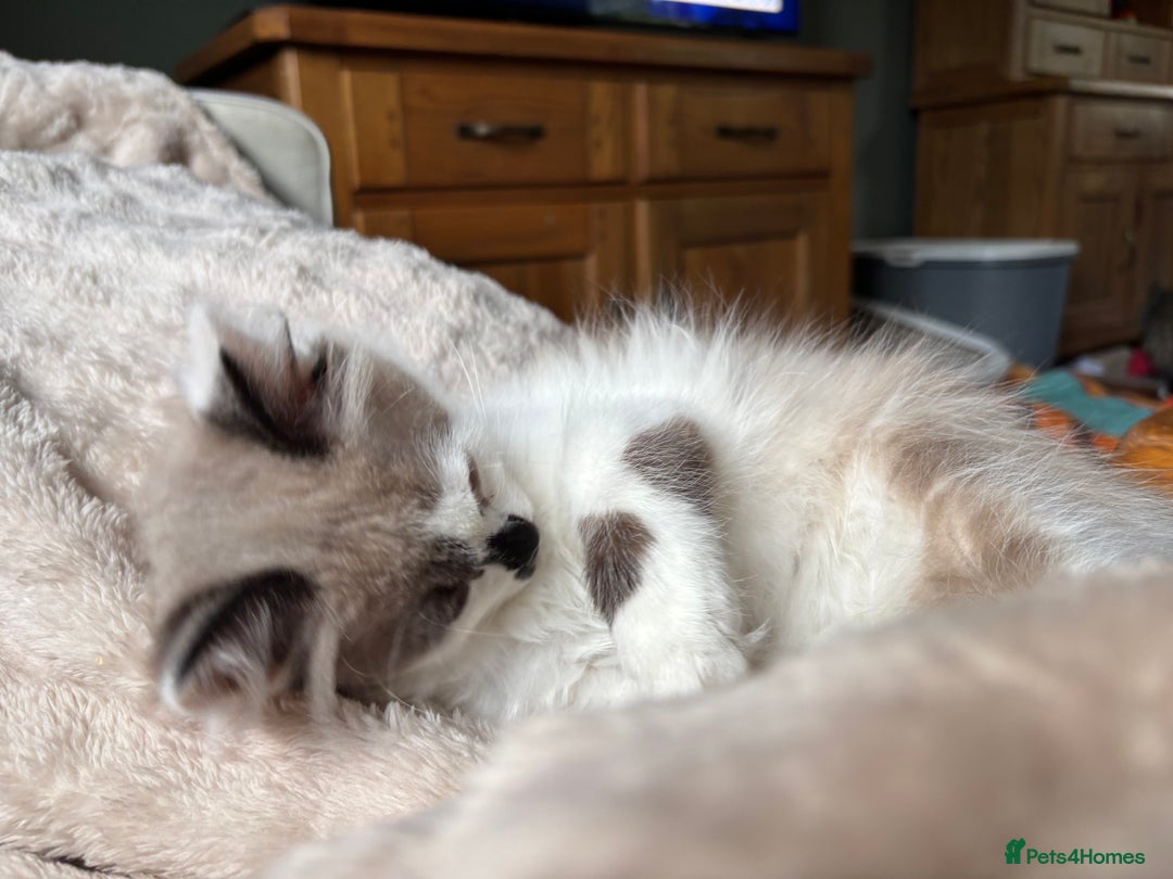 Siberian cats for sale: Estrella - purebred Siberian/ Neva Masquerade  - Image 11