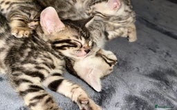Bengal cats for sale: 🐾 Kittens Looking for a Loving Home! 🐾 - Image 6