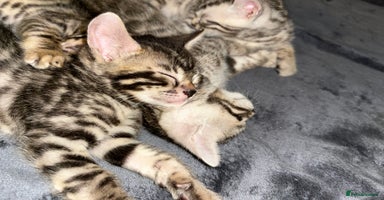 Bengal cats - Advert 8