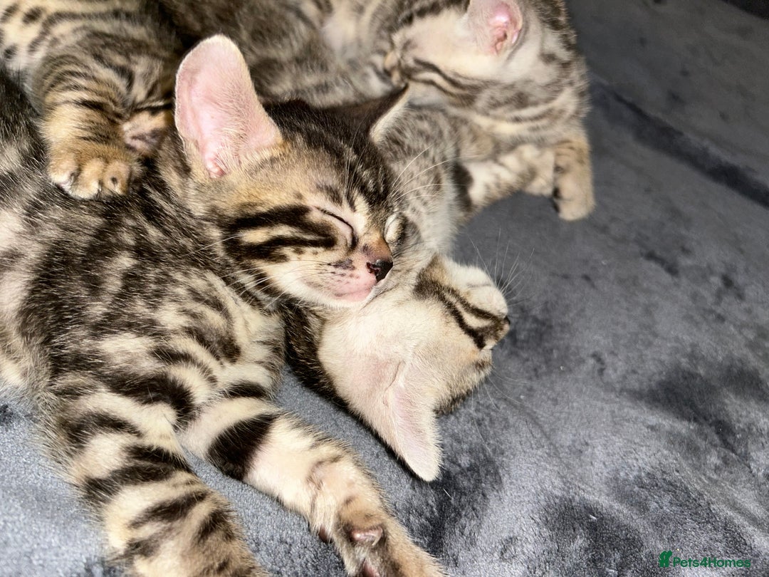 Bengal cats for sale: 🐾 Kittens Looking for a Loving Home! 🐾 - Image 6