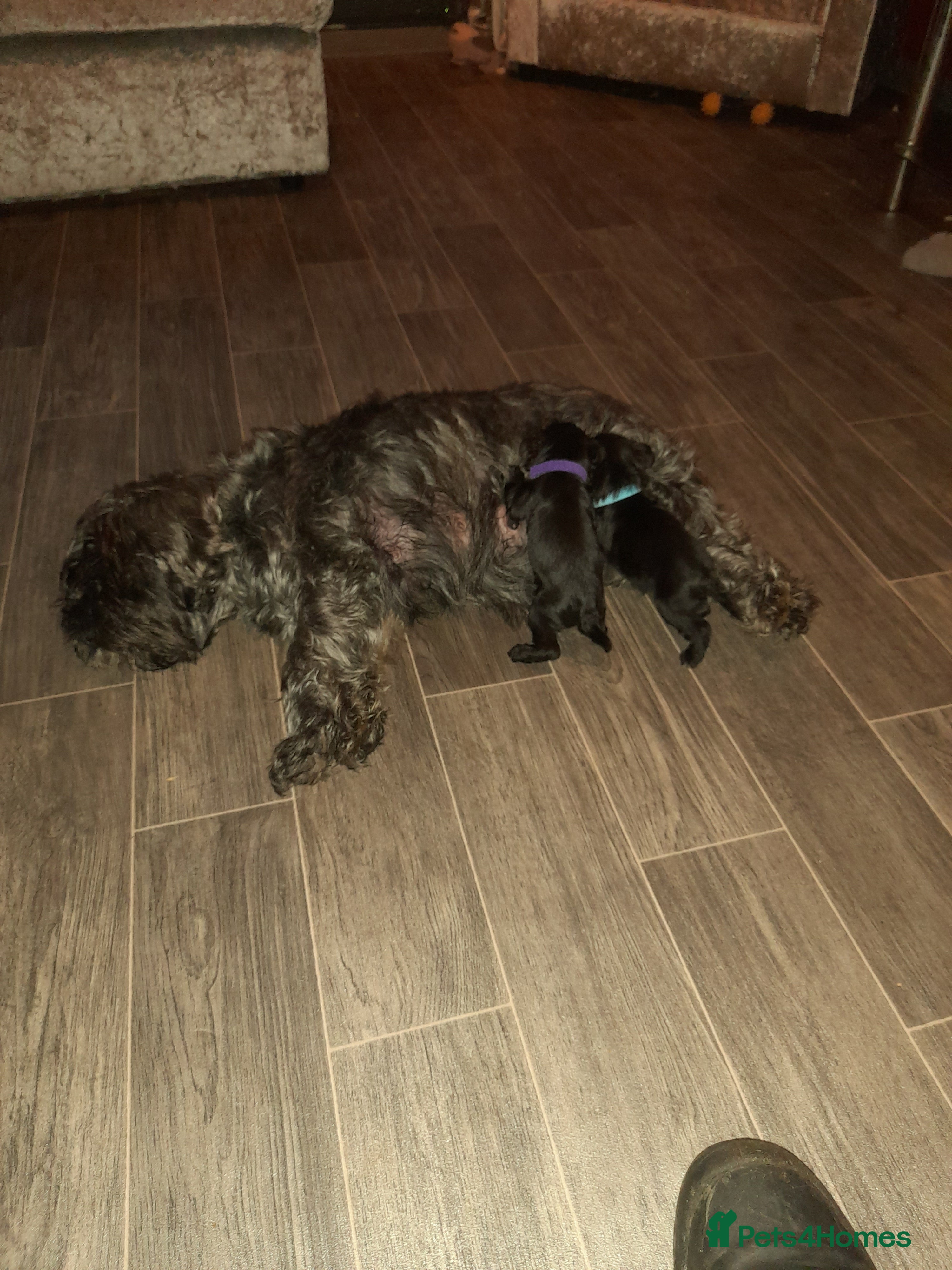 Mixed Breed dogs Snorkie pups - Advert 1