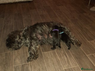 Mixed Breed dogs Snorkie pups - Advert 1