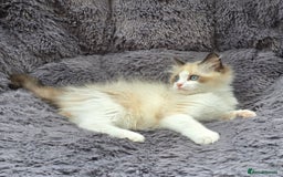 Ragdoll cats for sale: GCCF registered Ragdoll kittens  - Image 4