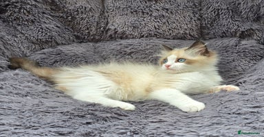 Ragdoll cats - Advert 4