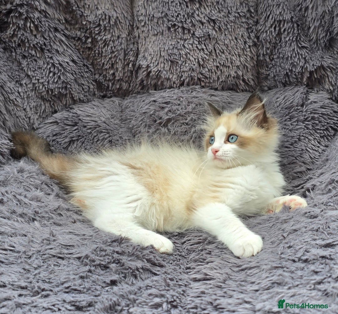Ragdoll cats for sale: GCCF registered Ragdoll kittens  - Image 4