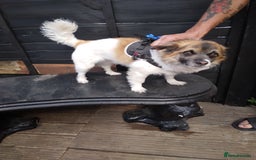 Mixed Breed dogs for sale: Hi selling my male chi,jackrusell in Stevenage - Image 5
