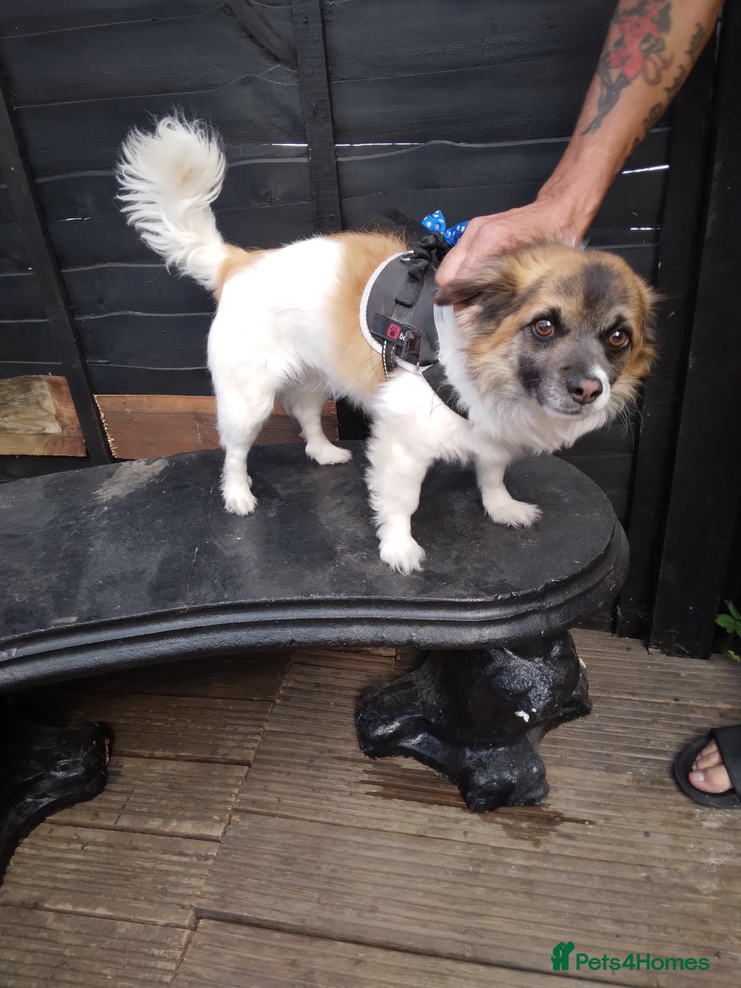 Mixed Breed dogs for sale: Hi selling my male chi,jackrusell in Stevenage - Image 5