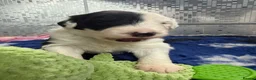 Old English Sheepdog dogs for sale: Bonnies beautiful pups  - Advert 8